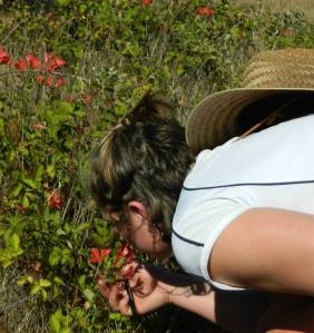 Studying native plants in Chile